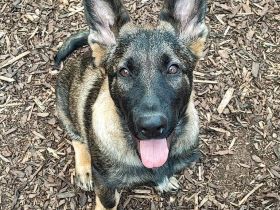 Deutsche Schäferhundwelpen