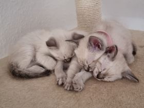 Edelmix BKH Siam bildschön! Nur noch ein Kater!