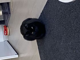 Sehr lieber Kater Perser Bombay Mix