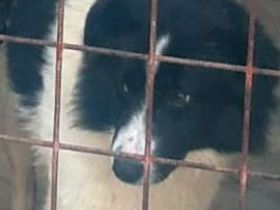 lieber, kastrierter Free im Tötungstierheim in Rumänien, hofft auf Rettung durch tierliebe Menschen