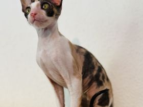 Cornish Rex vom Hohen Fläming