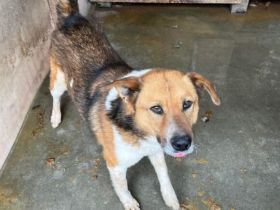 Tigger sucht geduldige & liebevolle Menschen! Seid ihr das?