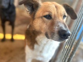 Tigger sucht geduldige & liebevolle Menschen! Seid ihr das?