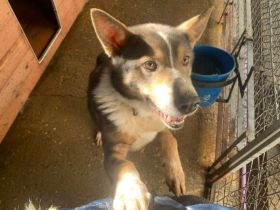 Fidibus sucht hundeerfahrene Menschen