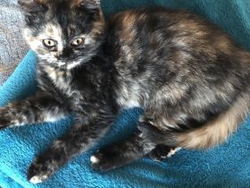 2 BKH Kitten bereit umzuziehen