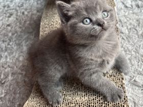 2 BKH Kitten Weibchen und Männchen suchen ein Zuhause