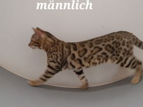 Bengal Kater XXL Rosetten wunderschön Reinrassig