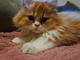 Perserkitten mit Näschen Kater