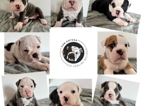 Old English Bulldogg Welpen OEB