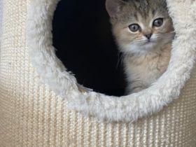 BRITISCH KURZHAAR KITTEN