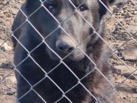 lieber,kastrierter Keno geb.9.08.2022, in der Tötung in Rumänien, wir suchen ein Heim für ihn;