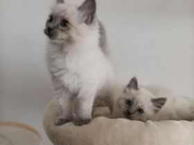 Ragdoll kitten