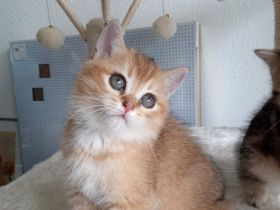 2 süße BKH Kätzchen, Katzenbaby