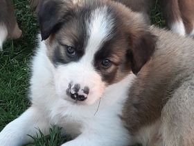 Border Collie Welpen