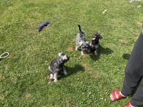 Zwergschnauzer pfeffersalz direkt vom Züchter eine alte, sehr robuste, gesunde Rasse