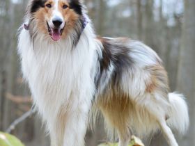 Deckerfahrener Amerikanischer Langhaarcollie Dark Sable Merle Harlekin