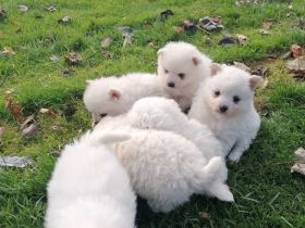 Zwergspitz Pomeranian Welpen