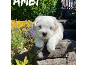 Coton de Tuléar Welpen mit Stammbaum