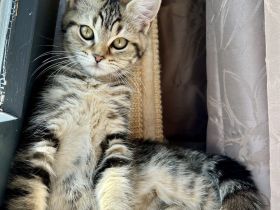 Maine Coon Kitten