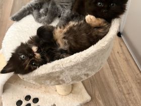 Zuckersüße MaineCoon/BLH Mix Kitten