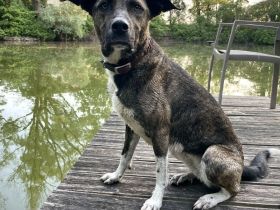 Mischlingshündin, Bibi, 2,5 Jahre alt sucht ihre Herzensmenschen