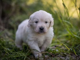 Bildschöne Golden Retriever Welpen