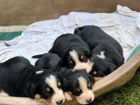 Entlebucher Sennenhund Welpen