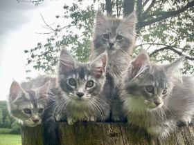 AUSZUGSBEREIT: Maine Coon Kitten in ticked suchen liebevolles Zuhause