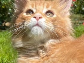 Main Coon Kitten Reinrassig