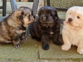 Golden Chow Welpen ( Golden Retriever/ Chow Chow)