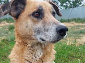 Janosch, ein sehr lieber Oldie