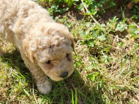 Maltipoos letzten 2 suchen