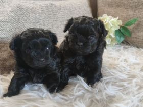 Shihpoo - Shih Tzu x Pudel