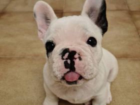 Französische Bulldoggen Welpen +_