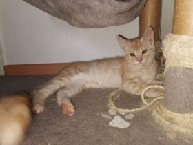 Norwegischer Waldkatzen Mix rot