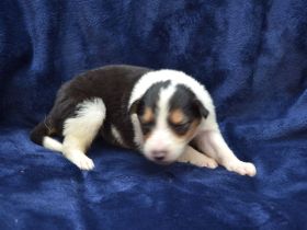 Collie im amerikanischen Typ