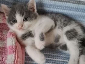 5verspielte und schöne BKH-Mischkatzen