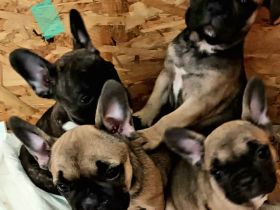 Zwei Süße Franz.Bulldoggwelpen