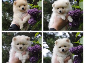 Vier bezaubernde Mittelspitz-Damen suchen ein liebevolles Zuhause