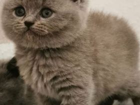 Günstige BKH Kitten (reinrassig) abzugeben