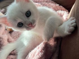 Babykatze Nala sucht neues Zuhause