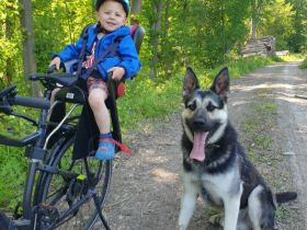 Deckrüde - Ost Europäischer Schäferhund