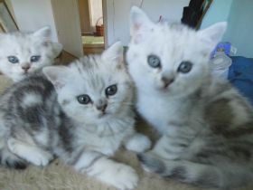 BKH Kitten, reinrassig, sehr verschmust und kerngesund, ab sofort umzugsbereit