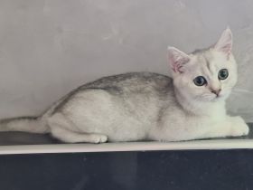 Zwei BKH Mädchen in black silver shaded