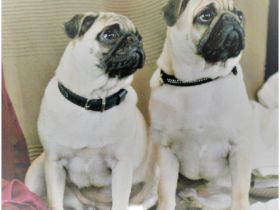 H U N D E B E T R E U U NG