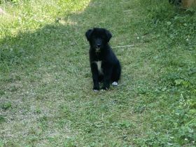 2 Hirtenhundwelpen (Karakatschan), 3 Monate alt