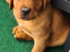 Labrador Welpen in Foxred mit Papiere