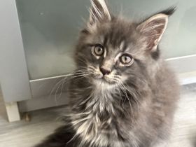 Maine Coon von Wolvenstein
