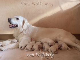 Goldies vom Wolfsberg