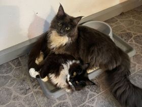 Supercooler Maine Coon Youngster sucht seinen Lieblingsmensch